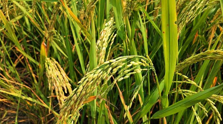 Herbicide-Resistant Weeds in Rice: Global Cases, Species, and Herbicide Modes of Action