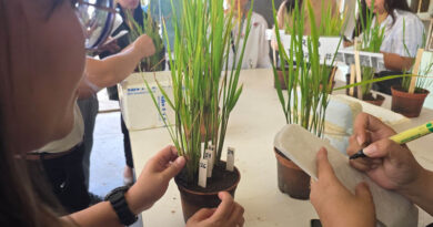 Philippine partners strengthen capacity to detect Rice Yellowing Syndrome with support from IRRI