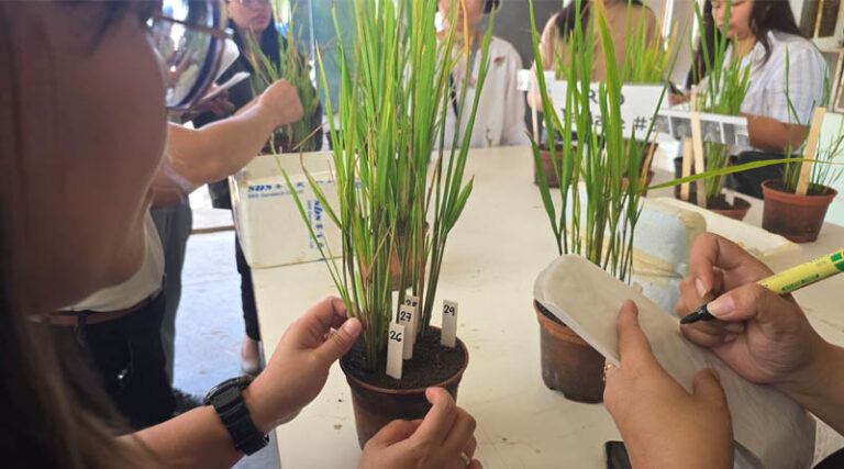 Philippine partners strengthen capacity to detect Rice Yellowing Syndrome with support from IRRI
