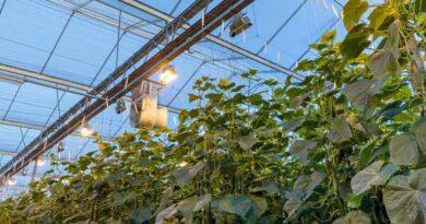 Labour Savings In Cucumber Cultivation: Innovation In Action Labour Savings In Cucumber Cultivation: Innovation In Action