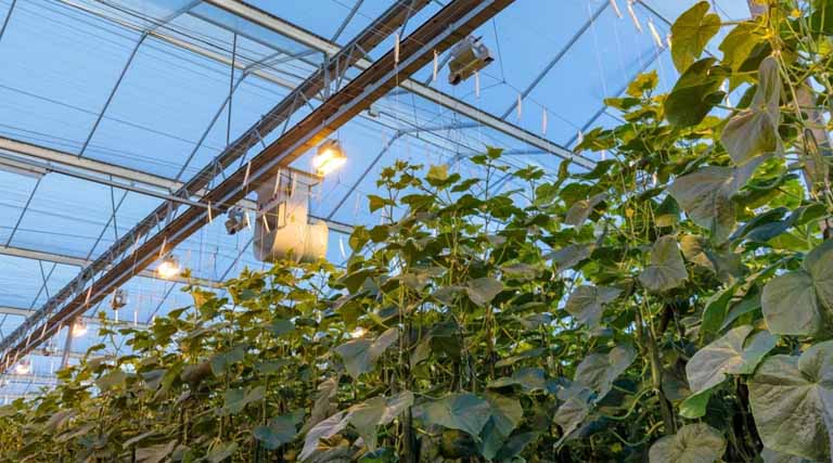 Labour Savings In Cucumber Cultivation: Innovation In Action