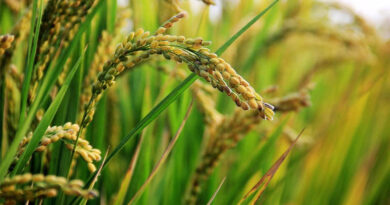 Middle East Unrest Puts Pressure on India’s Basmati Rice Trade Middle East Unrest Puts Pressure on India’s Basmati Rice Trade