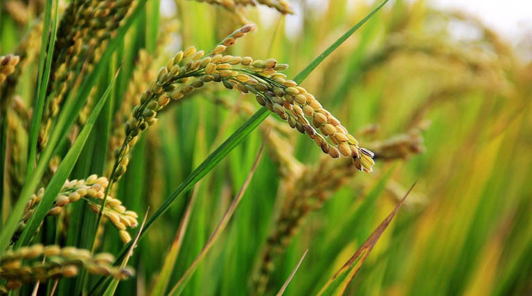 Middle East Unrest Puts Pressure on India’s Basmati Rice Trade