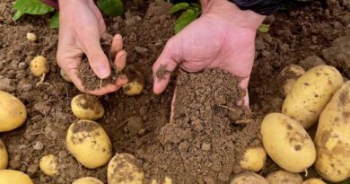 Optimizing Rice-Potato Systems through Circular Economy