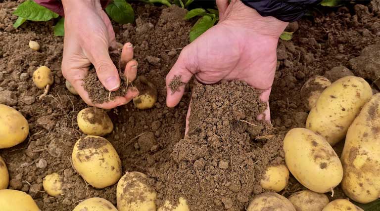 Optimizing Rice-Potato Systems through Circular Economy