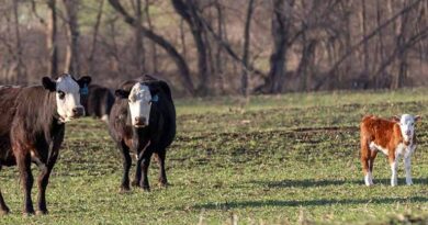 Cattle Chat: The Role Of Estrus Expression In ReproducTivE Success Cattle Chat: The Role Of Estrus Expression In ReproducTivE Success