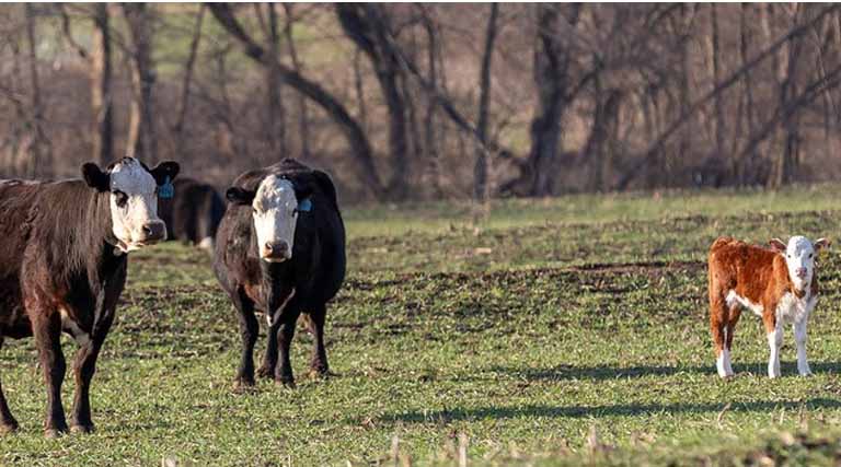 Cattle Chat: The Role Of Estrus Expression In ReproducTivE Success