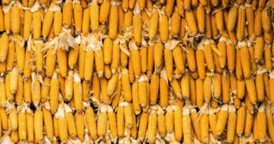 As Maize Competes with Soybean for Acreage, India’s Urea Demand Could Rise As Maize Competes with Soybean for Acreage, India’s Urea Demand Could Rise
