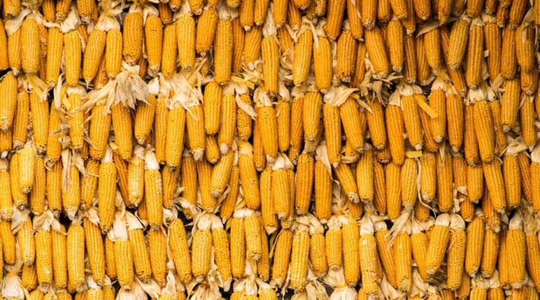 As Maize Competes with Soybean for Acreage, India’s Urea Demand Could Rise