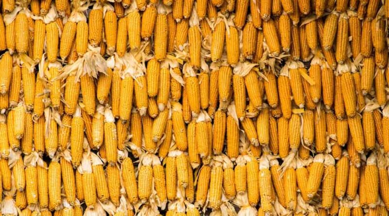 As Maize Competes with Soybean for Acreage, India’s Urea Demand Could Rise
