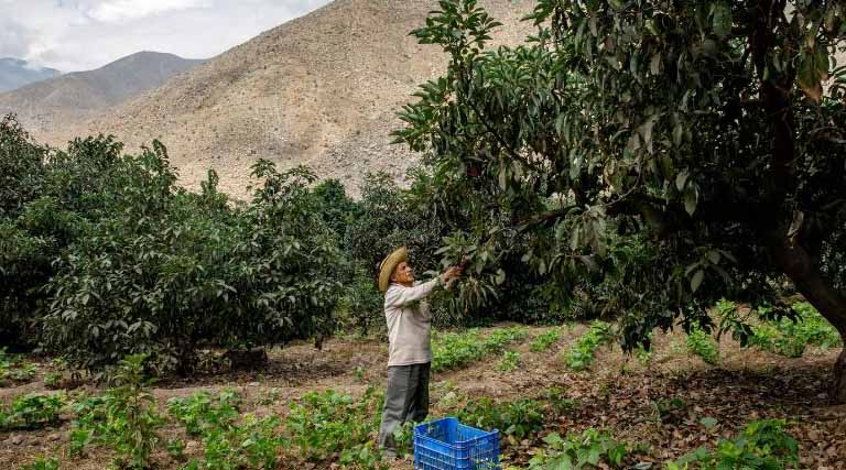 Reducing Pesticide Risks Through Public–private Collaboration And Long-term Capacity Building