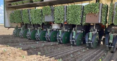 Biostimulants Get Brassica Crops Growing Biostimulants Get Brassica Crops Growing