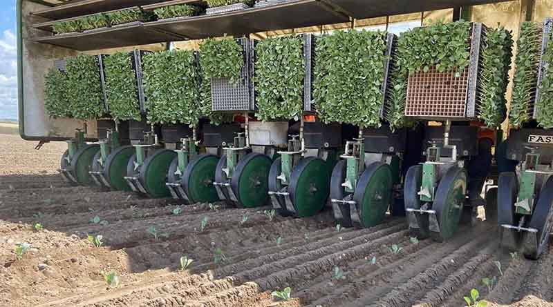 Biostimulants Get Brassica Crops Growing