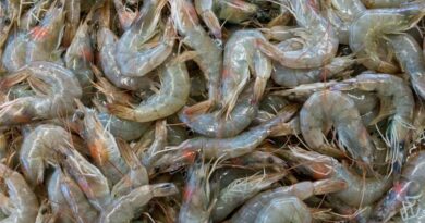 India’s Fish Production Nears 198 Lakh Tonnes; Seafood Exports Cross ₹62,000 Crore in 2024–25