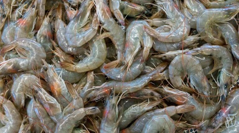 India’s Fish Production Nears 198 Lakh Tonnes; Seafood Exports Cross ₹62,000 Crore in 2024–25