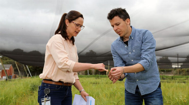 To Spray Or Not To Spray – The Challenging Fungicide Decision