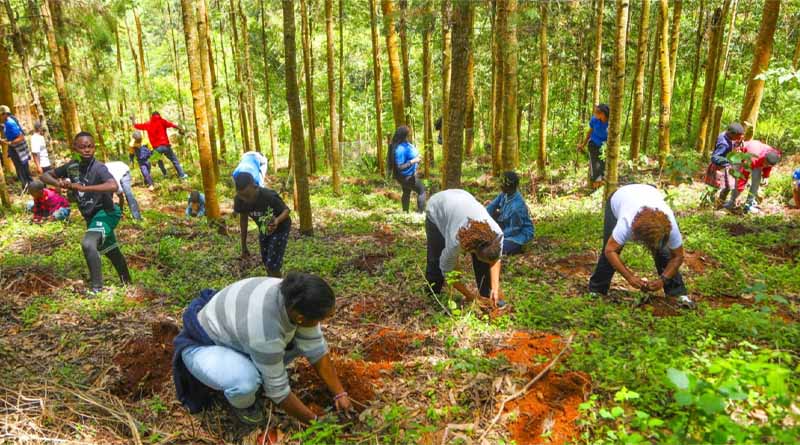 International Day Of Forests: Planting Trees, Conserving Forests And Nurturing Young Stewards
