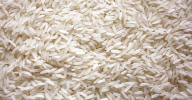 India’s Designer Rice Innovation: High-Protein Breakthrough to Tackle Diabetes and Malnutrition