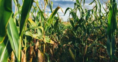 U.S. Farmers to Plant 95.3 Million Acres of Corn and 84.7 Million Acres of Soybeans in 2026: USDA Survey