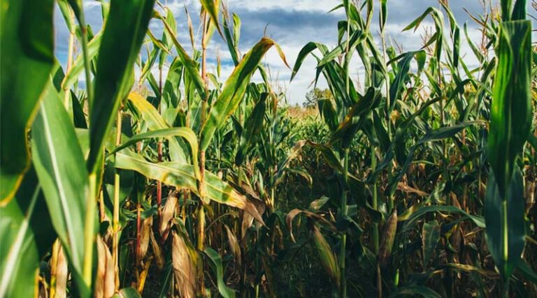 U.S. Farmers to Plant 95.3 Million Acres of Corn and 84.7 Million Acres of Soybeans in 2026: USDA Survey