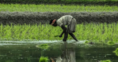 How is India Protecting Farmers from Climate Change at Scale?