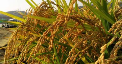 India: Telangana Imposes 60-Day Ban on Paraquat Herbicide Over Safety Concerns