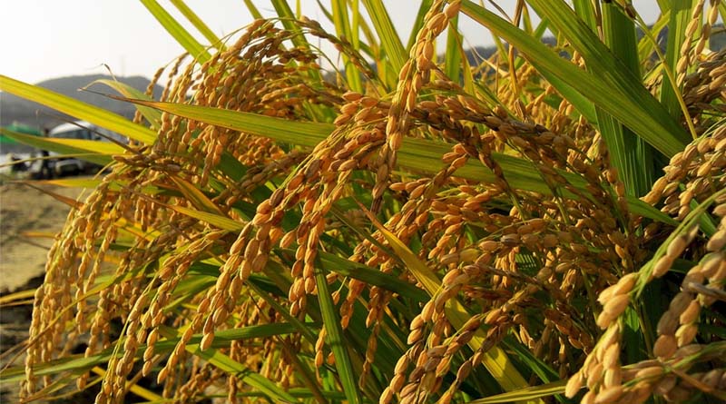 India: Telangana Imposes 60-Day Ban on Paraquat Herbicide Over Safety Concerns
