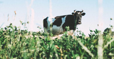 Building Consumer Trust in Dairy: Why Traceability is Becoming Non-Negotiable