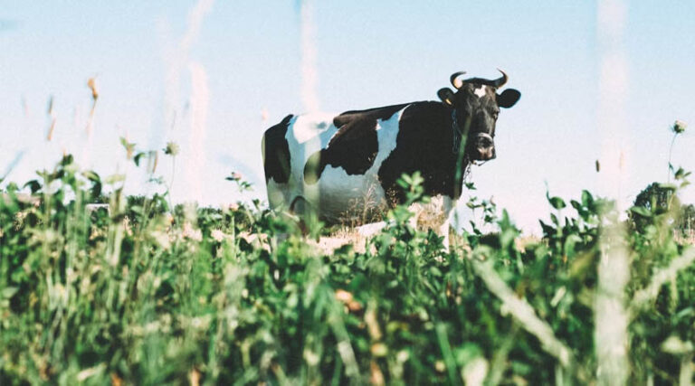 Building Consumer Trust in Dairy: Why Traceability is Becoming Non-Negotiable