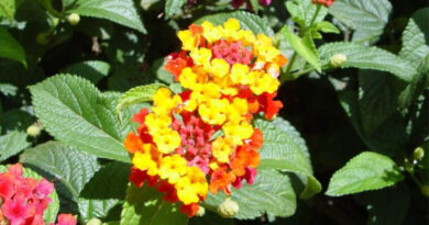 Lantana Camara Emerges As The Most Widespread Invasive Plant In Eastern And Southern Africa