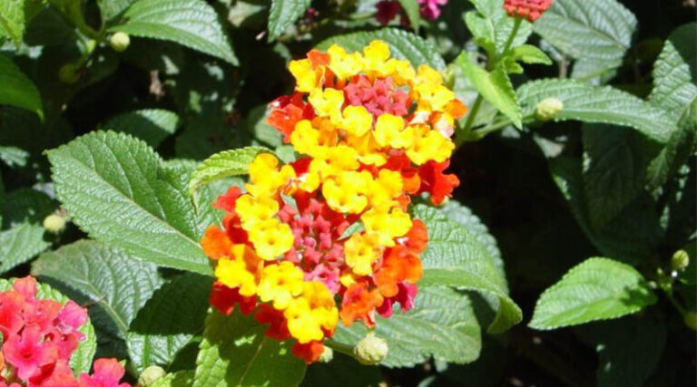 Lantana Camara Emerges As The Most Widespread Invasive Plant In Eastern And Southern Africa