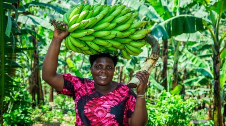 Closing The Gaps: Food Safety And Women’s Empowerment In Uganda’s Agrifood Policies