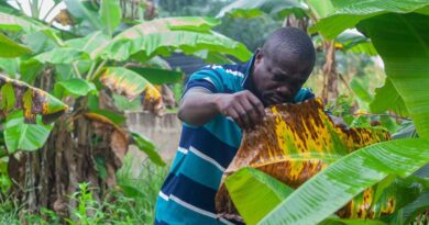Pest Preparedness Starts On The Farm: Discover How Ghana’s Farmers Are Helping Protect Crops