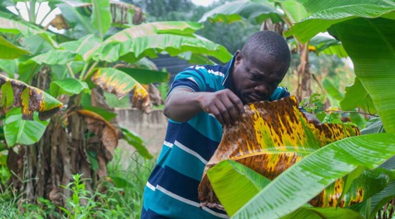 Pest Preparedness Starts On The Farm: Discover How Ghana’s Farmers Are Helping Protect Crops