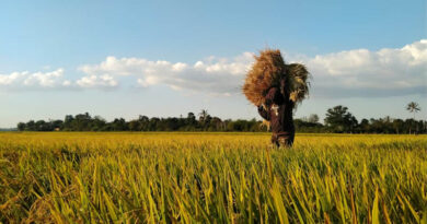 Understanding Quizalofop-P-Ethyl: The Technology Behind BASF and Winall’s New Rice System in China