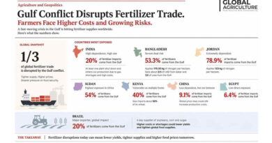 One-Third of Global Fertilizer Trade Disrupted as Gulf Conflict Raises Risks for Food Prices and Crop Yields One-Third of Global Fertilizer Trade Disrupted as Gulf Conflict Raises Risks for Food Prices and Crop Yields
