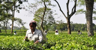 India Orders Fresh Glyphosate Review, Not Enough Pest Control Operators