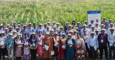 CIMMYT Showcases 2,286 Maize Germplasm Entries for South and Southeast Asia