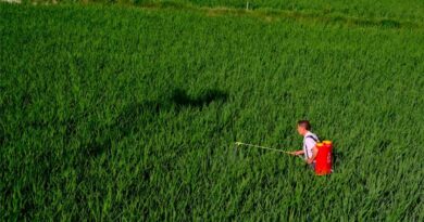 China Begins Crackdown on Illegal Pesticides China Begins Crackdown on Illegal Pesticides