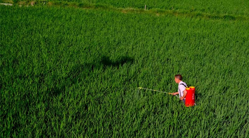 China Begins Crackdown on Illegal Pesticides