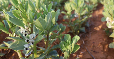 Renewed Effort To Supercharge Faba Bean Breeding And Expansion