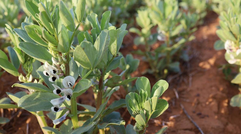 Renewed Effort To Supercharge Faba Bean Breeding And Expansion