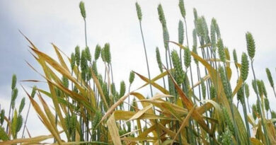 As Spring Arrives, New Threats Flourish For Wheat Crops As Spring Arrives, New Threats Flourish For Wheat Crops