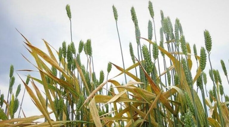 As Spring Arrives, New Threats Flourish For Wheat Crops