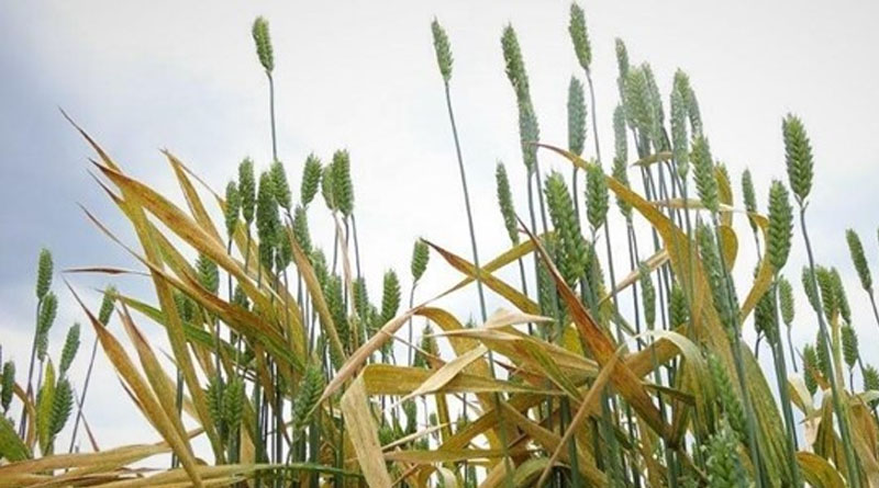 As Spring Arrives, New Threats Flourish For Wheat Crops