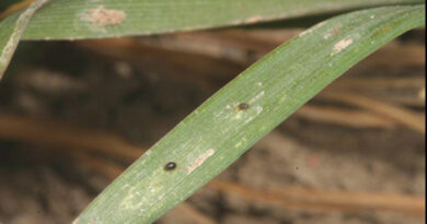 Kansas Growers Urged To Scout For Brown Wheat Mites Kansas Growers Urged To Scout For Brown Wheat Mites