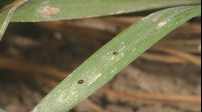 Kansas Growers Urged To Scout For Brown Wheat Mites