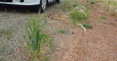 Break The Green Bridge: Protecting Crops, Managing Stubble