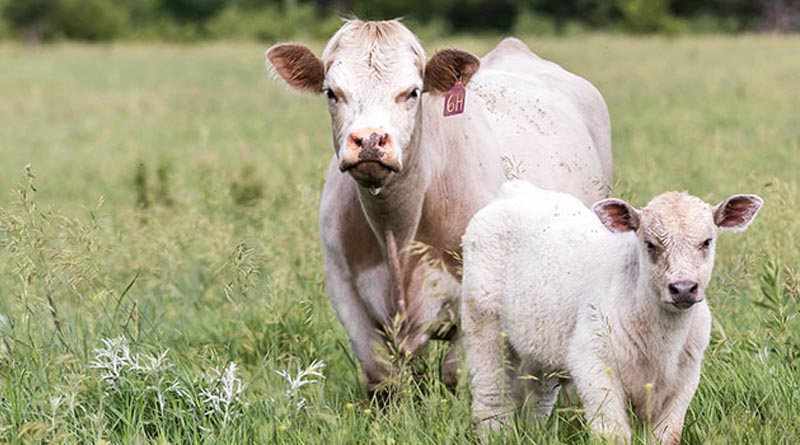 Cattle Chat: When To Move Pregnant Cows - And When Not To