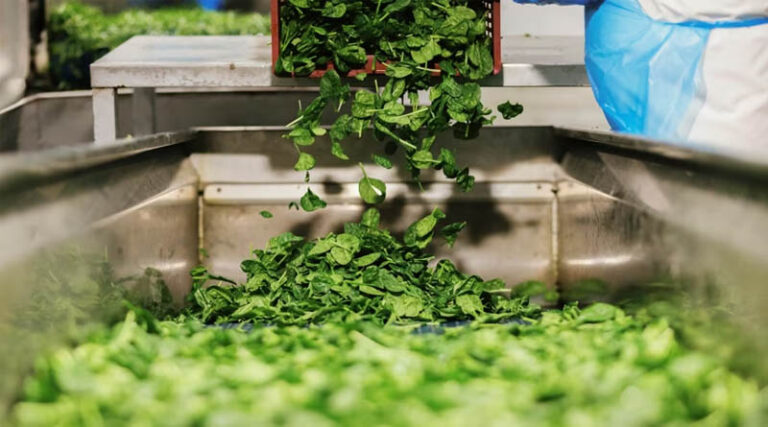 Co-Creating The Next Generation Of Babyleaf